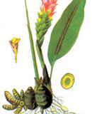 Nghệ đen - vị thuốc quý